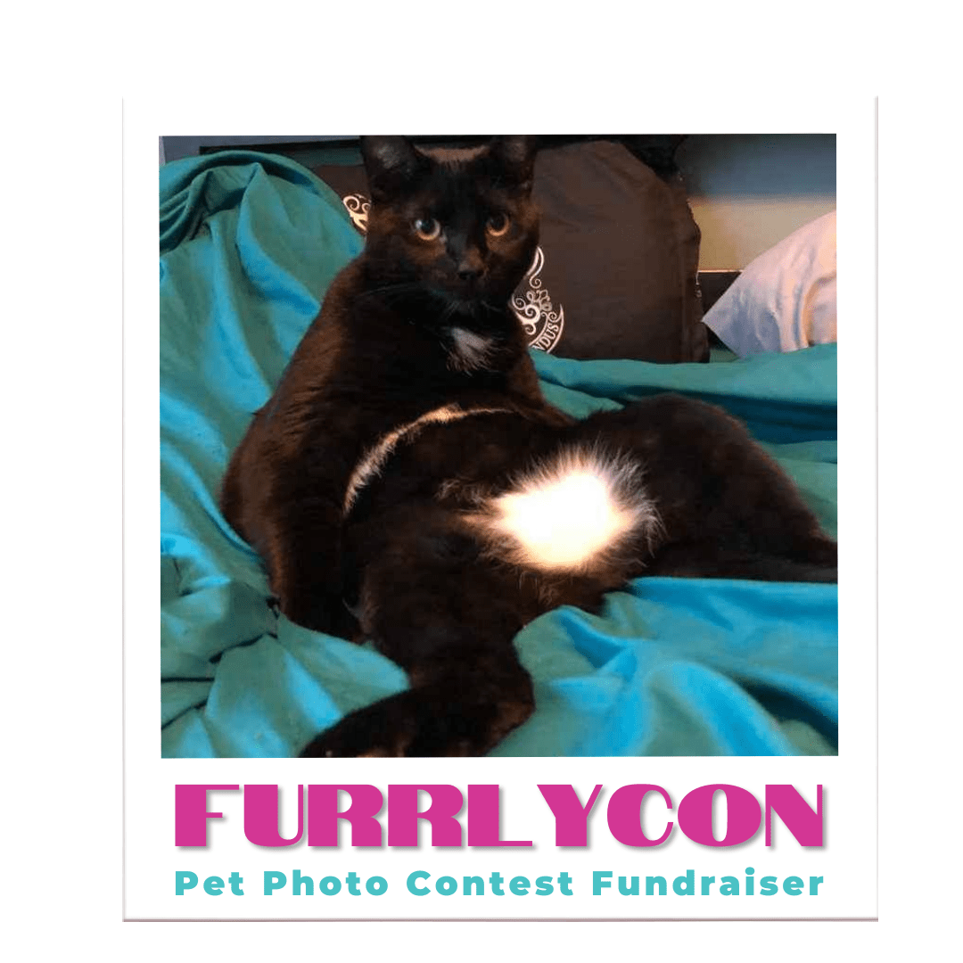 FURRlyCon: A Kitty Up Fundraiser Supporting BurlyCon